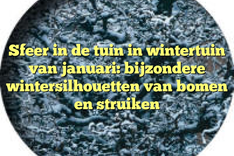 Sfeer in de tuin in wintertuin van januari: bijzondere wintersilhouetten van bomen en struiken