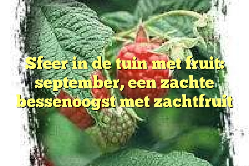 Sfeer in de tuin met fruit: september, een zachte bessenoogst met zachtfruit