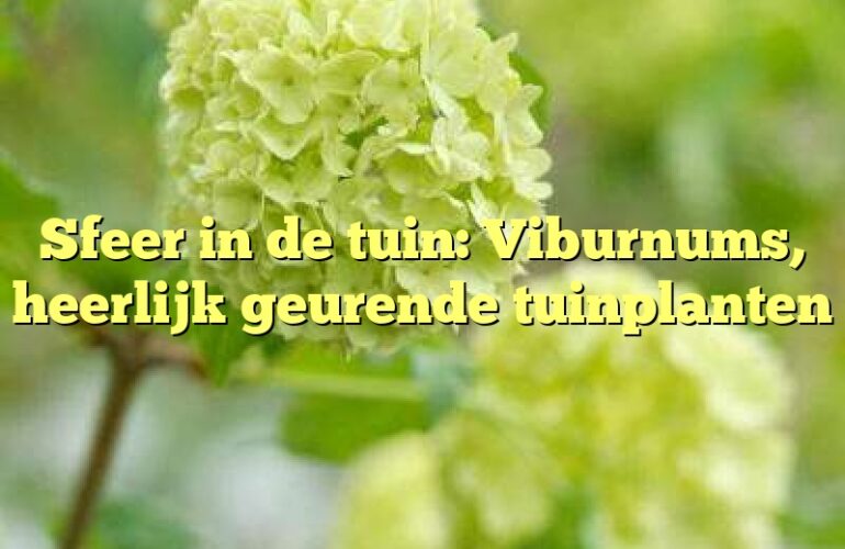 Sfeer in de tuin: Viburnums, heerlijk geurende tuinplanten