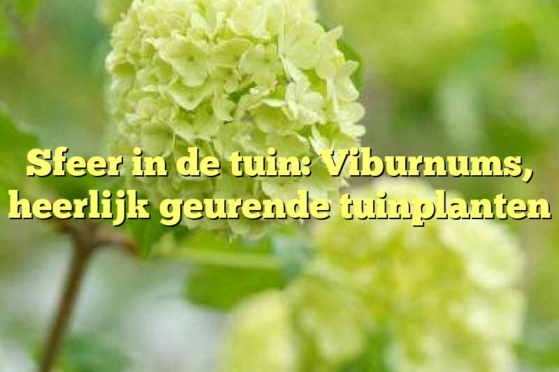 Sfeer in de tuin: Viburnums, heerlijk geurende tuinplanten