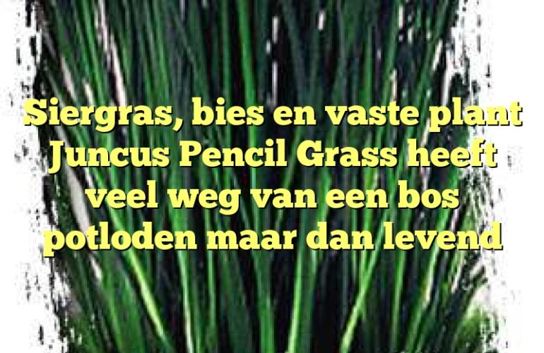 Siergras, bies en vaste plant Juncus Pencil Grass heeft veel weg van een bos potloden maar dan levend