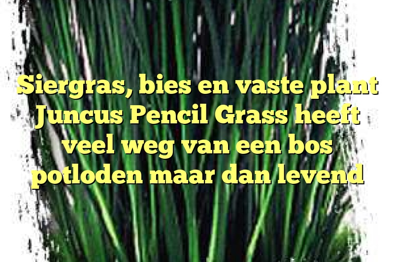 Siergras, bies en vaste plant Juncus Pencil Grass heeft veel weg van een bos potloden maar dan levend