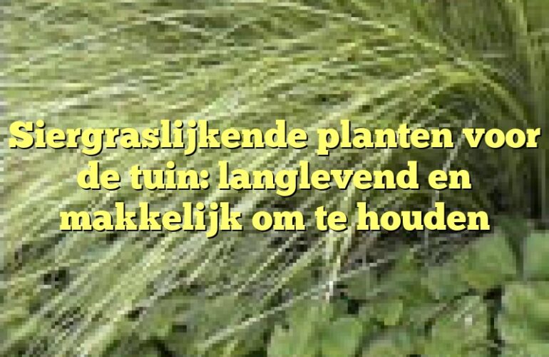 Siergraslijkende planten voor de tuin: langlevend en makkelijk om te houden