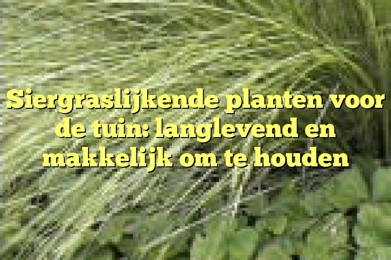 Siergraslijkende planten voor de tuin: langlevend en makkelijk om te houden