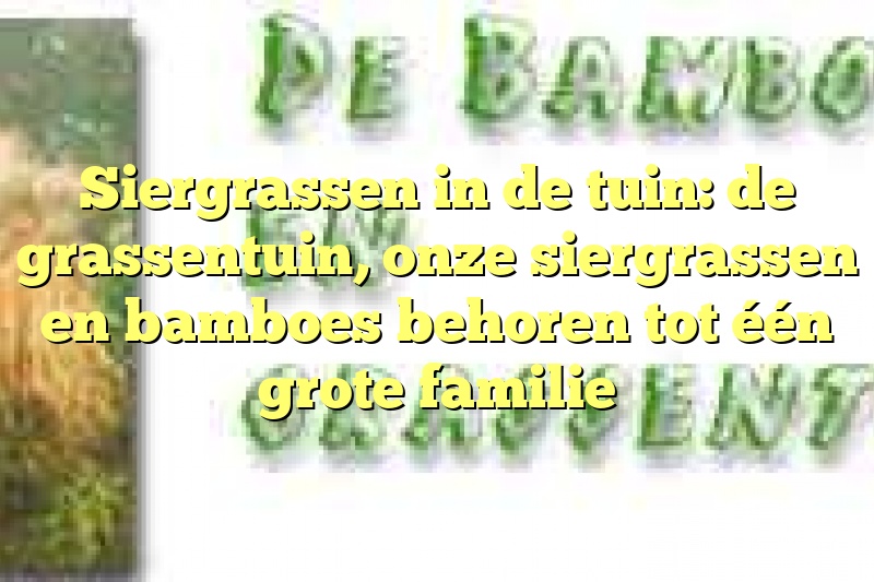 Siergrassen in de tuin: de grassentuin, onze siergrassen en bamboes behoren tot één grote familie