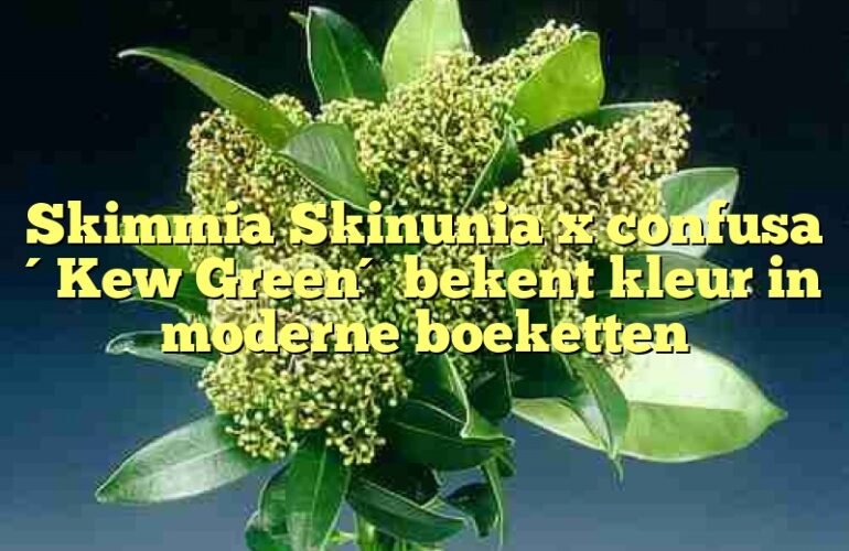 Skimmia Skinunia x confusa ´Kew Green´ bekent kleur in moderne boeketten