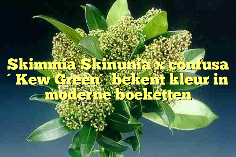 Skimmia Skinunia x confusa ´Kew Green´ bekent kleur in moderne boeketten