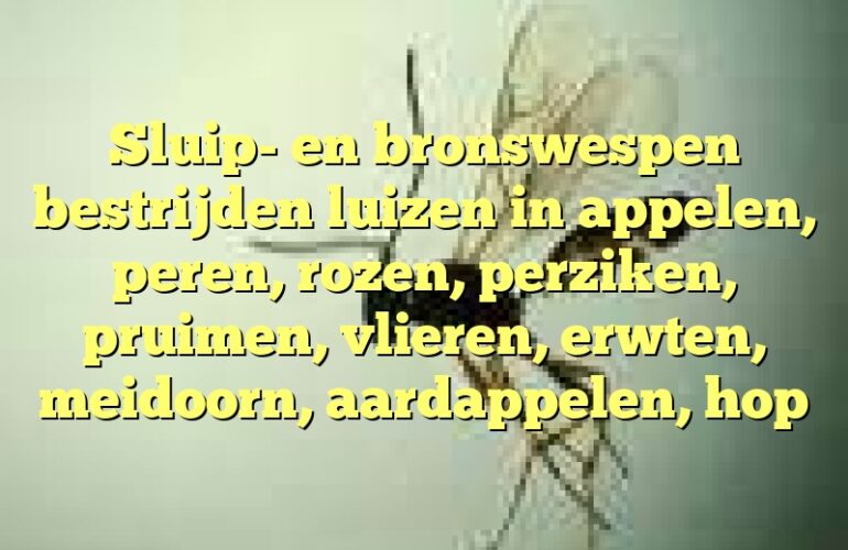 Sluip- en bronswespen bestrijden luizen in appelen, peren, rozen, perziken, pruimen, vlieren, erwten, meidoorn, aardappelen, hop