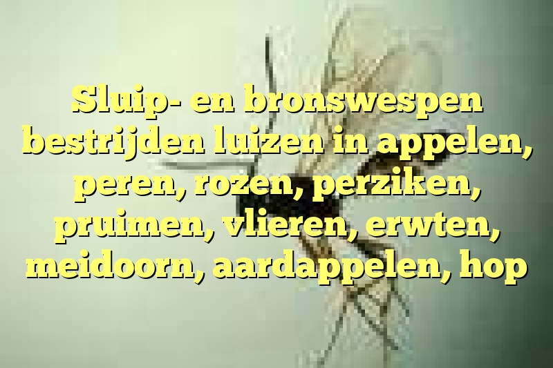 Sluip- en bronswespen bestrijden luizen in appelen, peren, rozen, perziken, pruimen, vlieren, erwten, meidoorn, aardappelen, hop