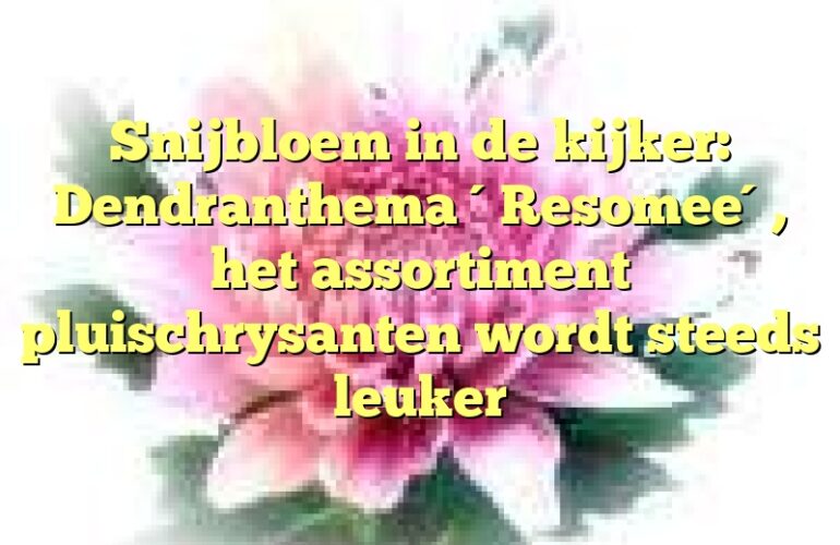 Snijbloem in de kijker: Dendranthema ´Resomee´, het assortiment pluischrysanten wordt steeds leuker