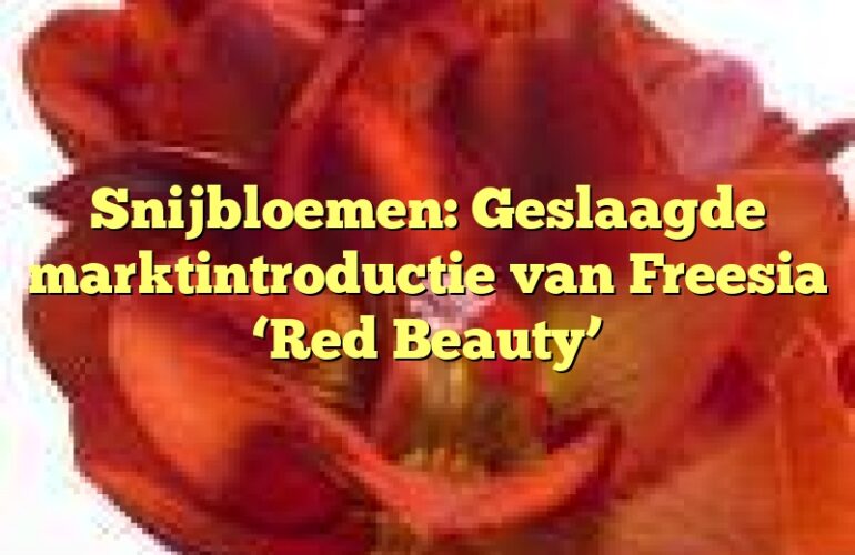 Snijbloemen: Geslaagde marktintroductie van Freesia ‘Red Beauty’