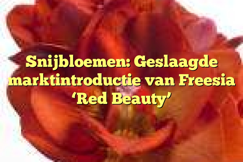 Snijbloemen: Geslaagde marktintroductie van Freesia ‘Red Beauty’