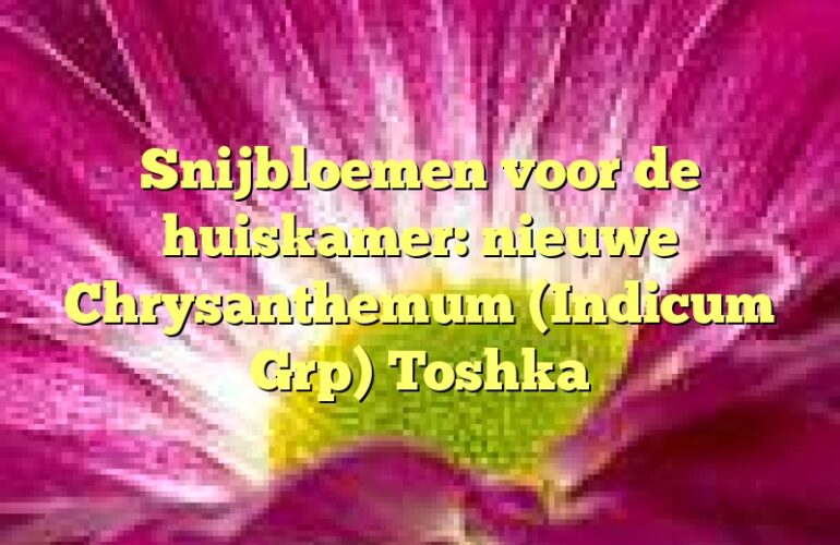 Snijbloemen voor de huiskamer: nieuwe Chrysanthemum (Indicum Grp) Toshka