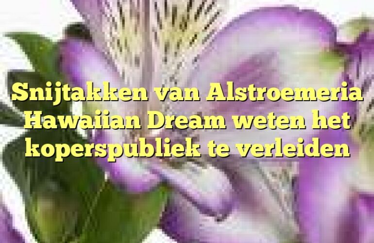 Snijtakken van Alstroemeria Hawaiian Dream weten het koperspubliek te verleiden