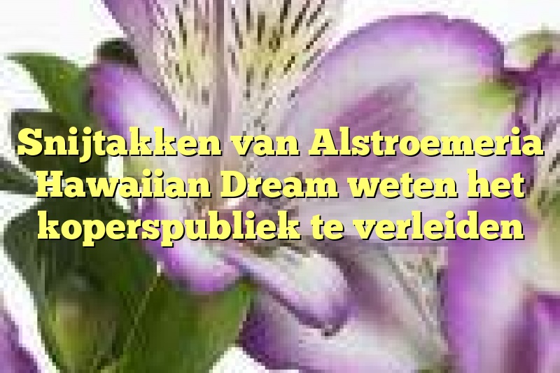 Snijtakken van Alstroemeria Hawaiian Dream weten het koperspubliek te verleiden