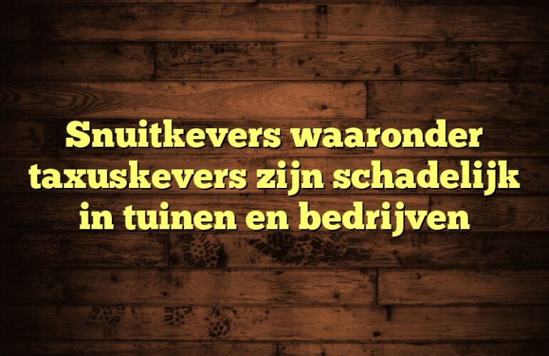 Snuitkevers waaronder taxuskevers zijn schadelijk in tuinen en bedrijven