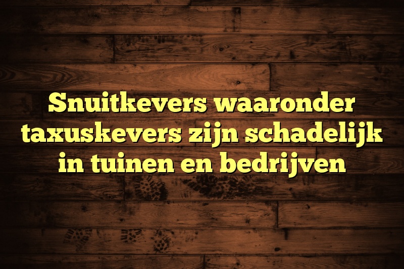 Snuitkevers waaronder taxuskevers zijn schadelijk in tuinen en bedrijven