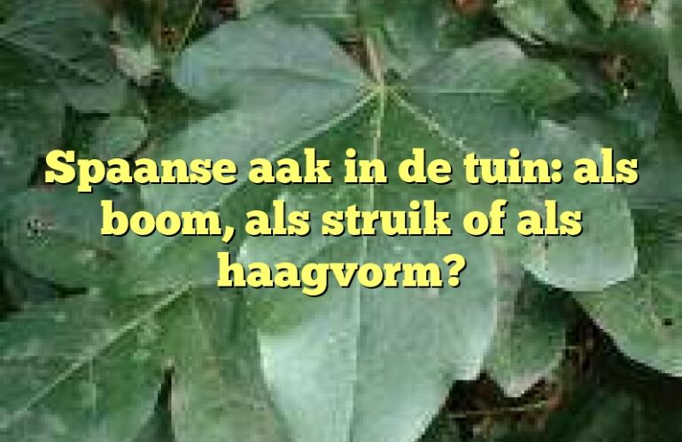 Spaanse aak in de tuin: als boom, als struik of als haagvorm?