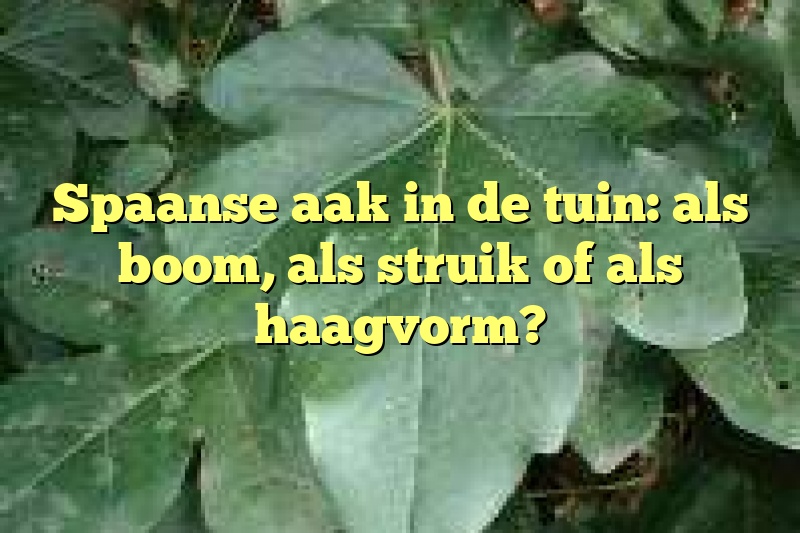 Spaanse aak in de tuin: als boom, als struik of als haagvorm?