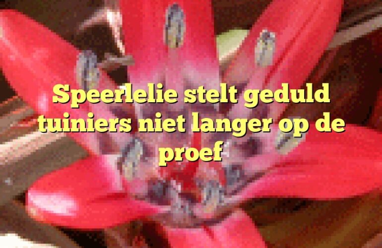 Speerlelie stelt geduld tuiniers niet langer op de proef