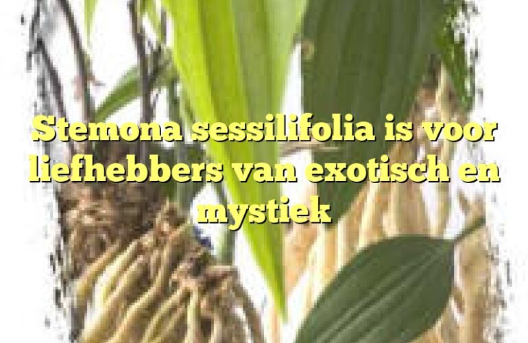 Stemona sessilifolia is voor liefhebbers van exotisch en mystiek