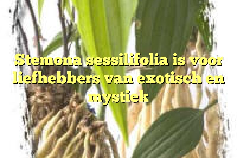 Stemona sessilifolia is voor liefhebbers van exotisch en mystiek