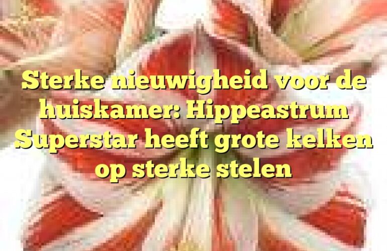 Sterke nieuwigheid voor de huiskamer: Hippeastrum Superstar heeft grote kelken op sterke stelen