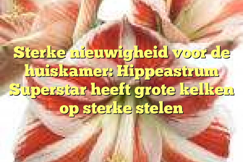 Sterke nieuwigheid voor de huiskamer: Hippeastrum Superstar heeft grote kelken op sterke stelen