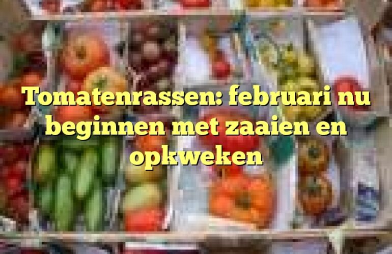 Tomatenrassen: februari nu beginnen met zaaien en opkweken