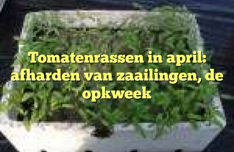 Tomatenrassen in april: afharden van zaailingen, de opkweek