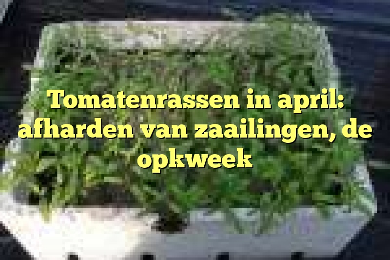 Tomatenrassen in april: afharden van zaailingen, de opkweek