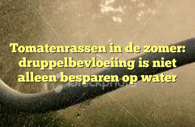 Tomatenrassen in de zomer: druppelbevloeiing is niet alleen besparen op water