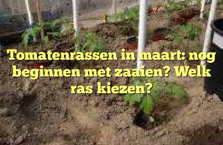 Tomatenrassen in maart: nog beginnen met zaaien? Welk ras kiezen?