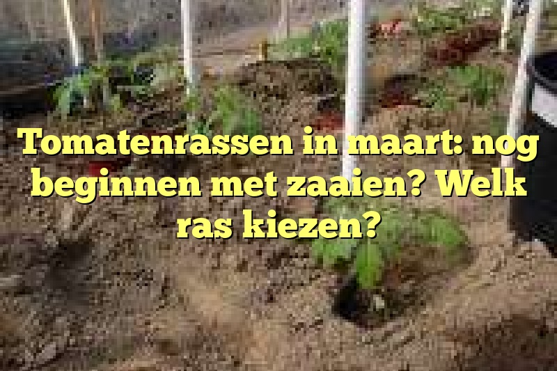 Tomatenrassen in maart: nog beginnen met zaaien? Welk ras kiezen?