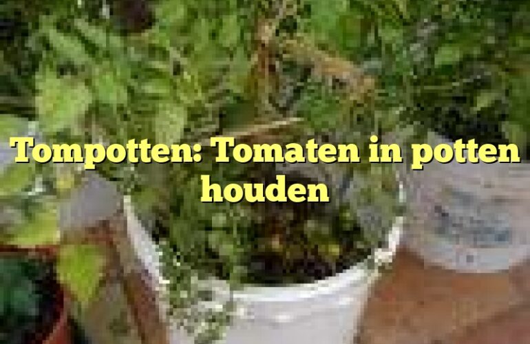 Tompotten: Tomaten in potten houden