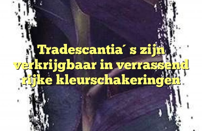 Tradescantia´s zijn verkrijgbaar in verrassend rijke kleurschakeringen