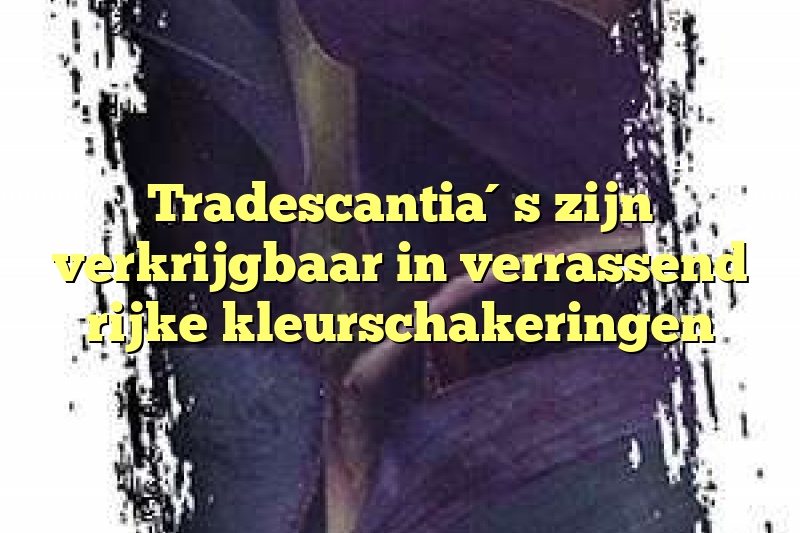 Tradescantia´s zijn verkrijgbaar in verrassend rijke kleurschakeringen