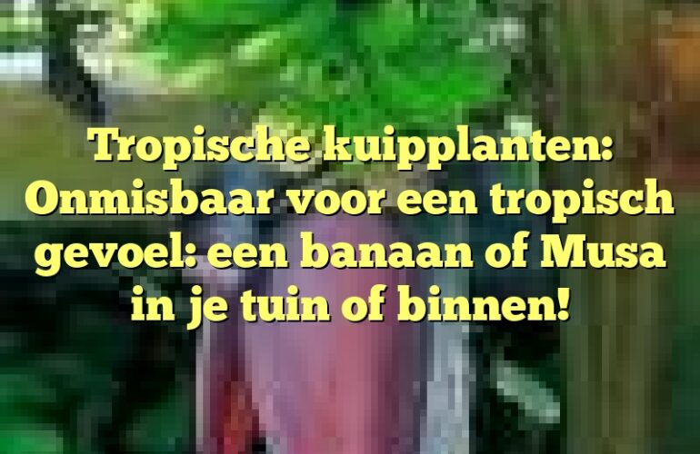 Tropische kuipplanten: Onmisbaar voor een tropisch gevoel: een banaan of Musa in je tuin of binnen!