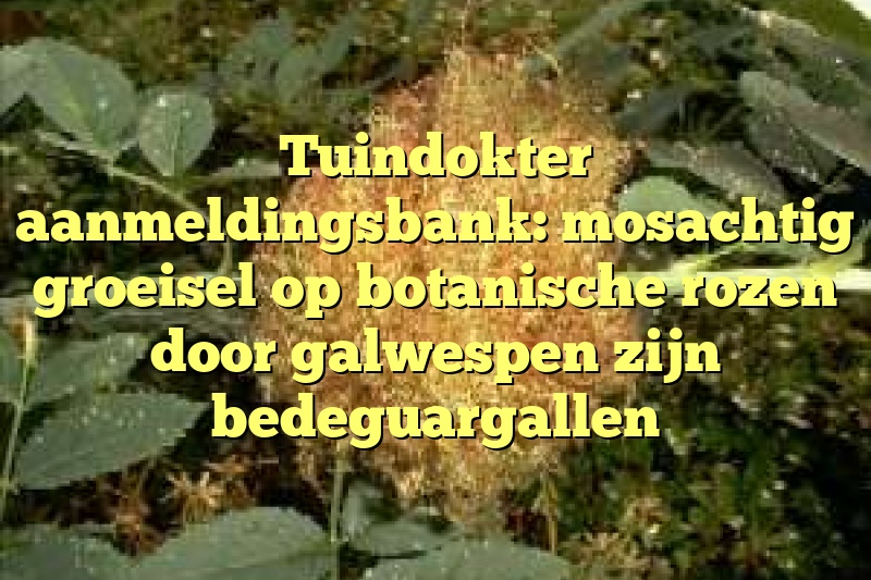 Tuindokter aanmeldingsbank: mosachtig groeisel op botanische rozen door galwespen zijn bedeguargallen