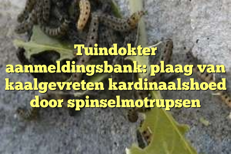 Tuindokter aanmeldingsbank: plaag van kaalgevreten kardinaalshoed door spinselmotrupsen