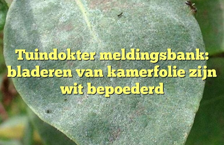 Tuindokter meldingsbank: bladeren van kamerfolie zijn wit bepoederd