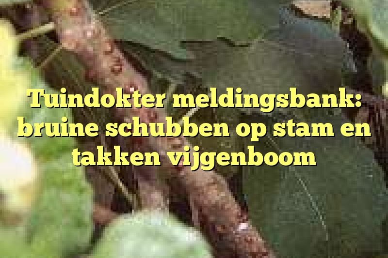 Tuindokter meldingsbank: bruine schubben op stam en takken vijgenboom