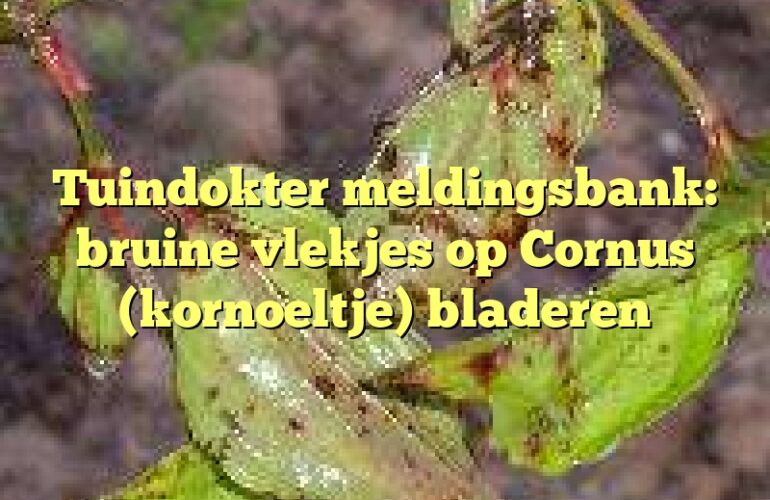 Tuindokter meldingsbank: bruine vlekjes op Cornus (kornoeltje) bladeren