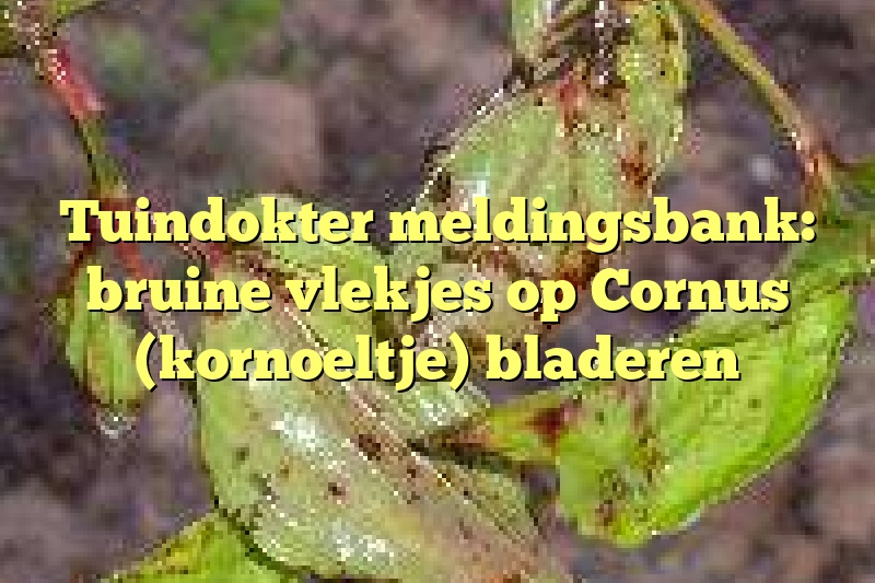 Tuindokter meldingsbank: bruine vlekjes op Cornus (kornoeltje) bladeren