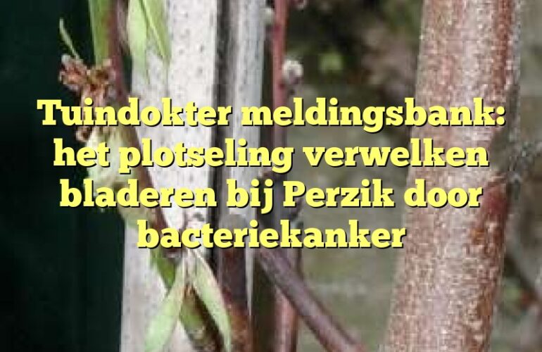 Tuindokter meldingsbank: het plotseling verwelken bladeren bij Perzik door bacteriekanker