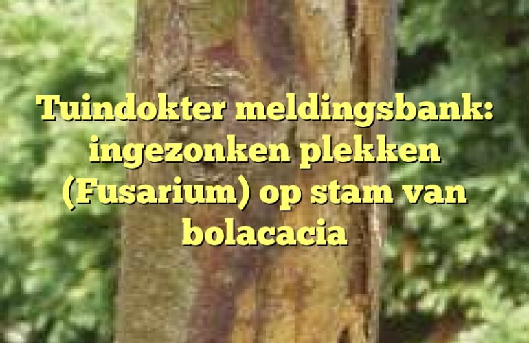 Tuindokter meldingsbank: ingezonken plekken (Fusarium) op stam van bolacacia