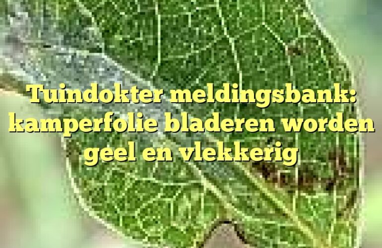 Tuindokter meldingsbank: kamperfolie bladeren worden geel en vlekkerig