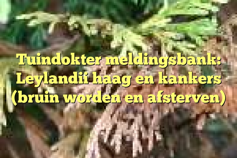 Tuindokter meldingsbank: Leylandii haag en kankers (bruin worden en afsterven)