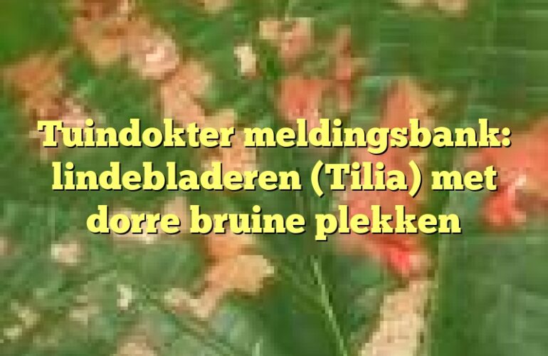 Tuindokter meldingsbank: lindebladeren (Tilia) met dorre bruine plekken