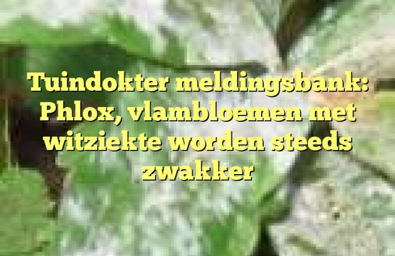 Tuindokter meldingsbank: Phlox, vlambloemen met witziekte worden steeds zwakker